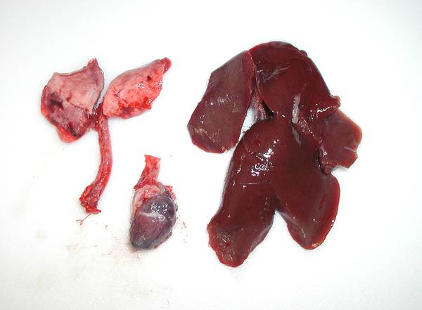 Rabbit lung, heart, and liver