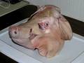 Pig Head